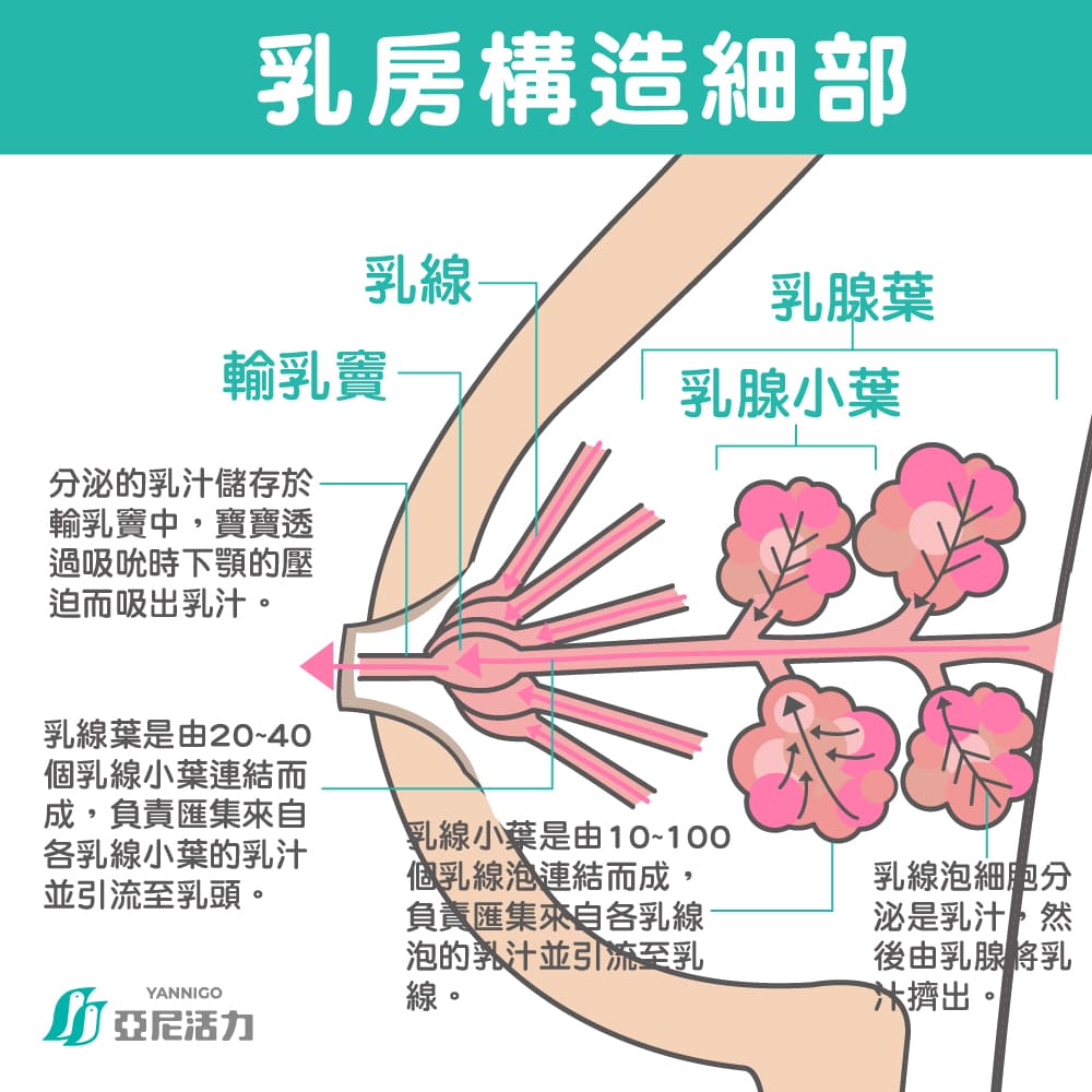 乳房構造細部