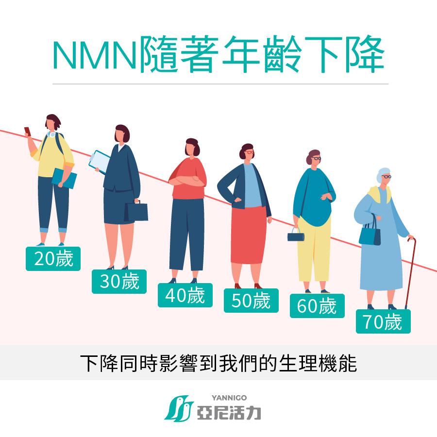 NMN是什麼