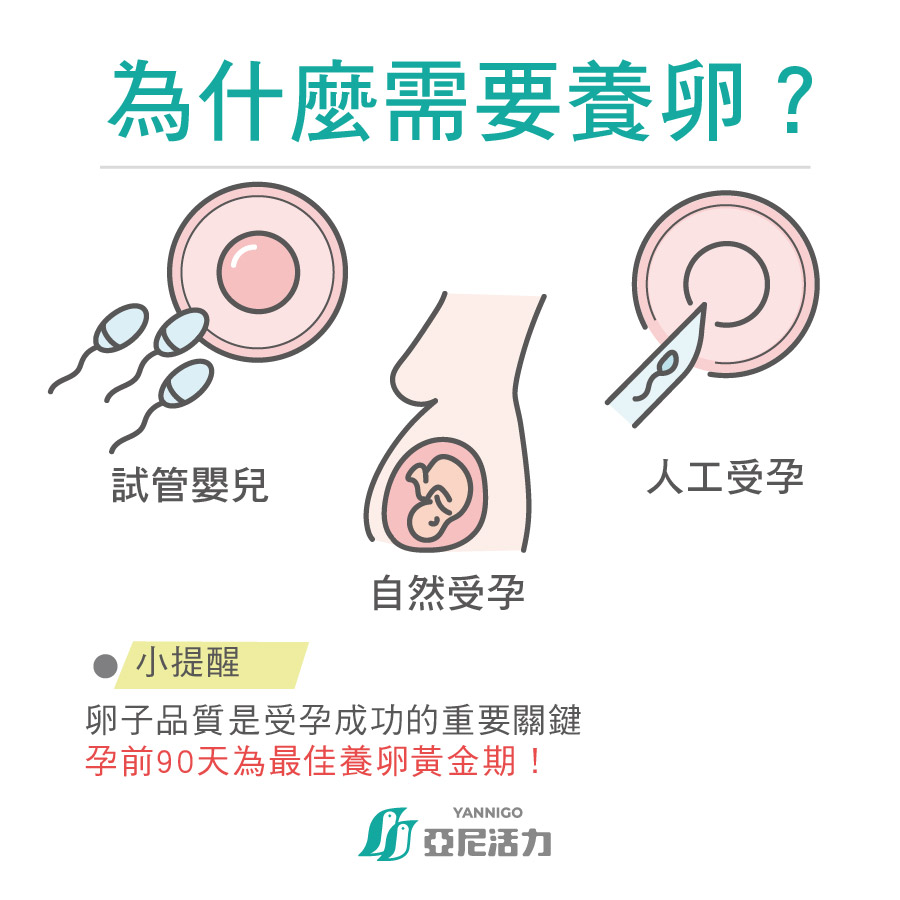 養卵要多久？專家解答「關鍵90天」