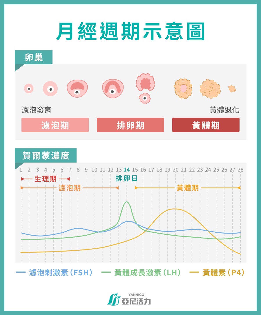 月經週期示意圖