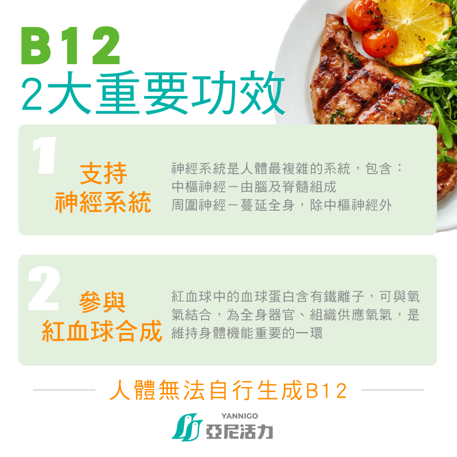 B12兩大重要功效幫助維持生理機能